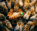 Buckfast Königinnen